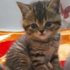 пародистый котëнок