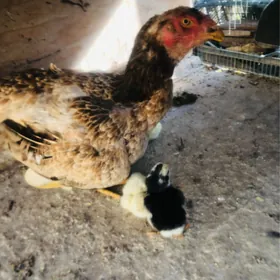 Baysy juyje enesi bilen