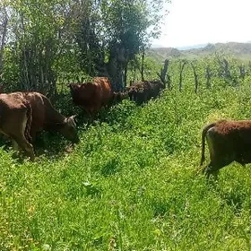 Sygyr goleli bogaz sygyr okuz