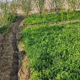 orulan tayyn ot yorunja haşal
