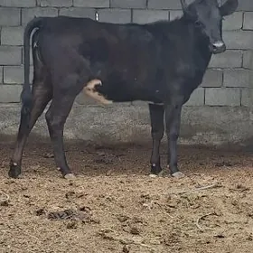 tuwe boğaz çorny piyastura
