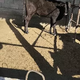 tuwe çorny piyastura