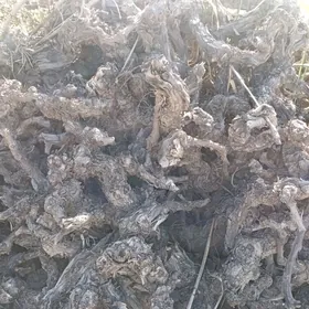 üzüm odun töññe