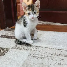 Mugyt 1 aýlyk pidijekler