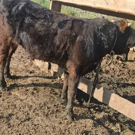 Okuz  yaśy 1 yaś gara reñk