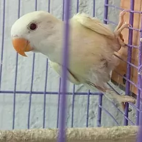 попугай popugay nerazluçnik