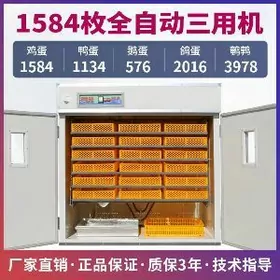 inkobator 1584.yumurgalyk