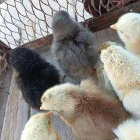 Гигант жужелер