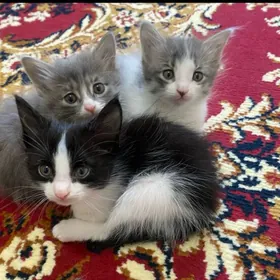 отдам котят