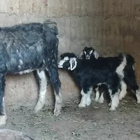 ekiz owlakly yas geci