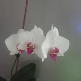 Цветы недорого