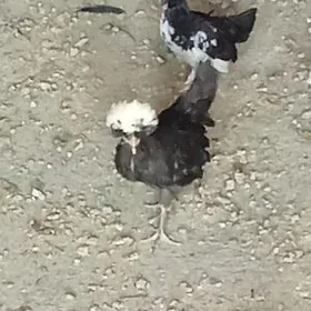 карлики жужелер