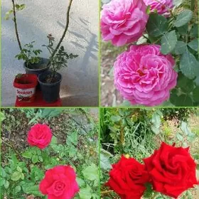 Цветы / Güller