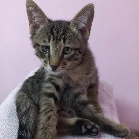 котята отдам в хорошие руки