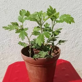 Цветы Хризантема / Güller