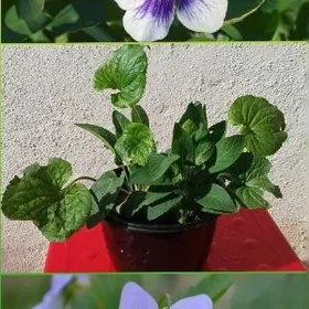 Цветы и растения / Güller