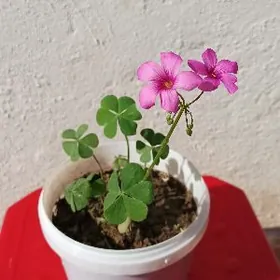 Цветы и растения/ Güller