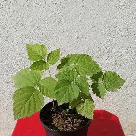 Малина саженцы / Malina nahal