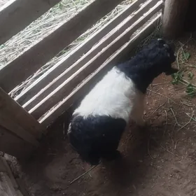 owlak teke suryon abmen ba