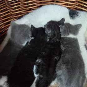 Котята - шотландские прямоухие