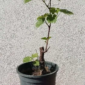 Виноград саженцы / Üzüm nahal