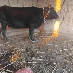 sùtli ulakan tanaly sygyr