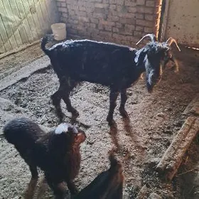 овлаклы гечы