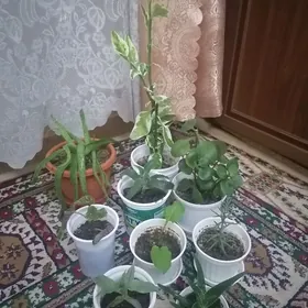 комнатные растения/цветы