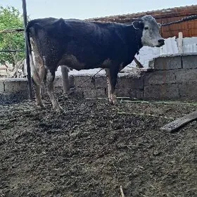 GÖLELI  SYGYR. GIBIRIT