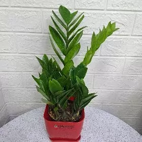 доллорвое дерево