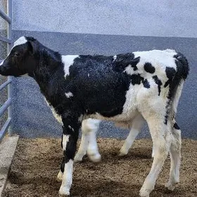 Golyşdeýin ökuzçe