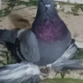 Kepderi Голуби  Кепдери