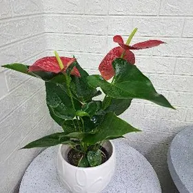 цветок мужское счастья