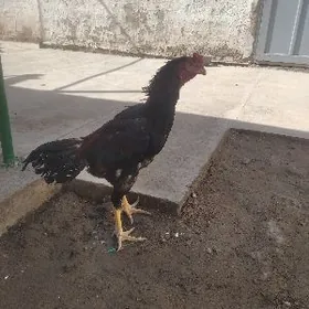 Horaz ozbek