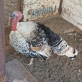 induk ak gara paroda