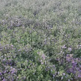 16 соток ёрунжа.