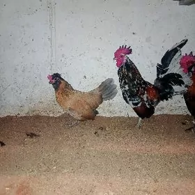 KARLIK YAPONKA HORAZ TOWUK