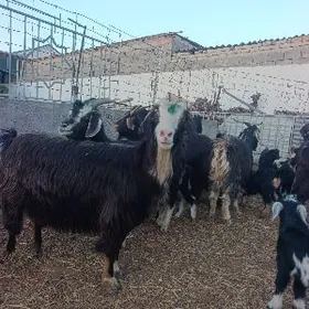 ekiz owlakly geciler