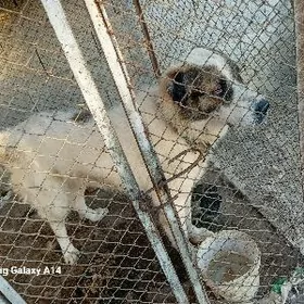 alabalıkalabalbaý  it