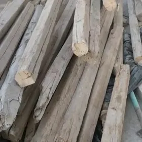 Reyka agac strapila10x10