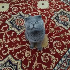 Шотландский Веслоухий