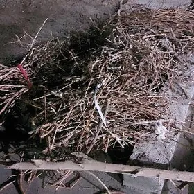 odun mugt kime gerek bolsa