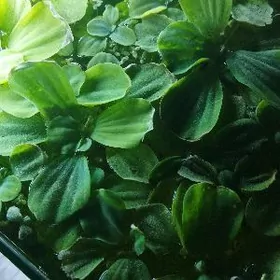 Аквариумные растения/Пистия