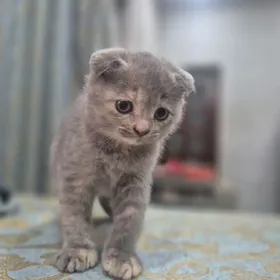 вислоухие котята