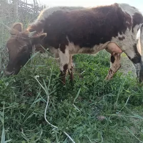 ТАНАЛЫ СЫГЫР