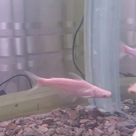 мирный акулы