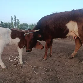 АРЗАН ТАНАЛЫ