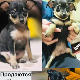 щенки  русский тойтерьер