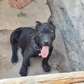 Пидбул Макс