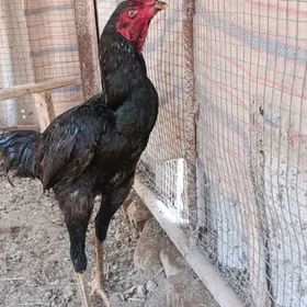 байсы хораз